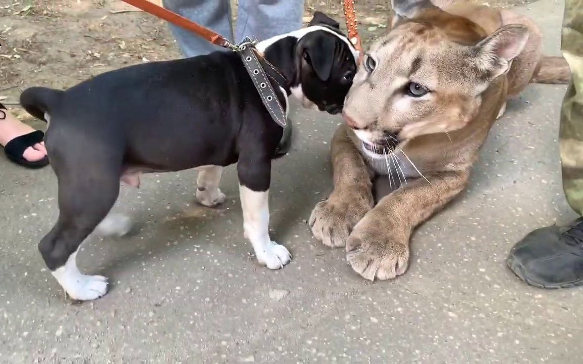 【動物】俄羅斯山獅布瑪puma和狗子的一次邂逅,來看大貓啦_嗶哩嗶哩