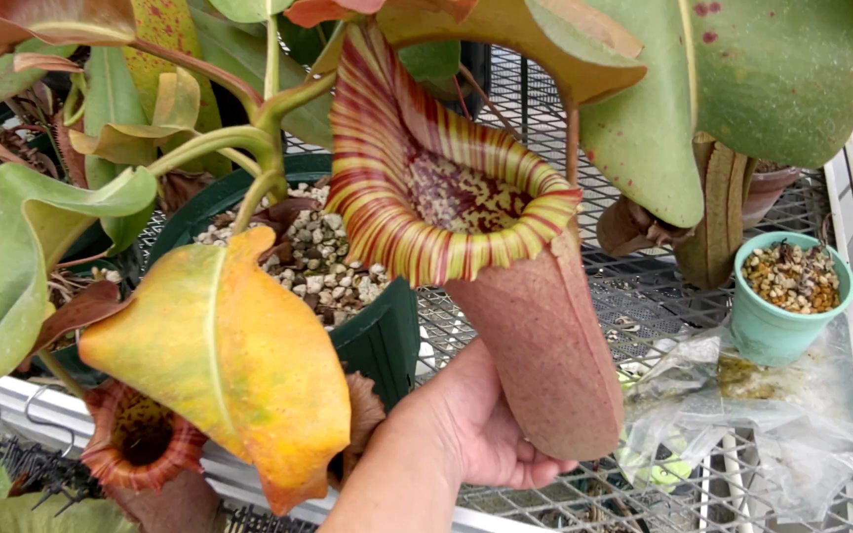 【油管】超大个的红叶宝特猪笼草