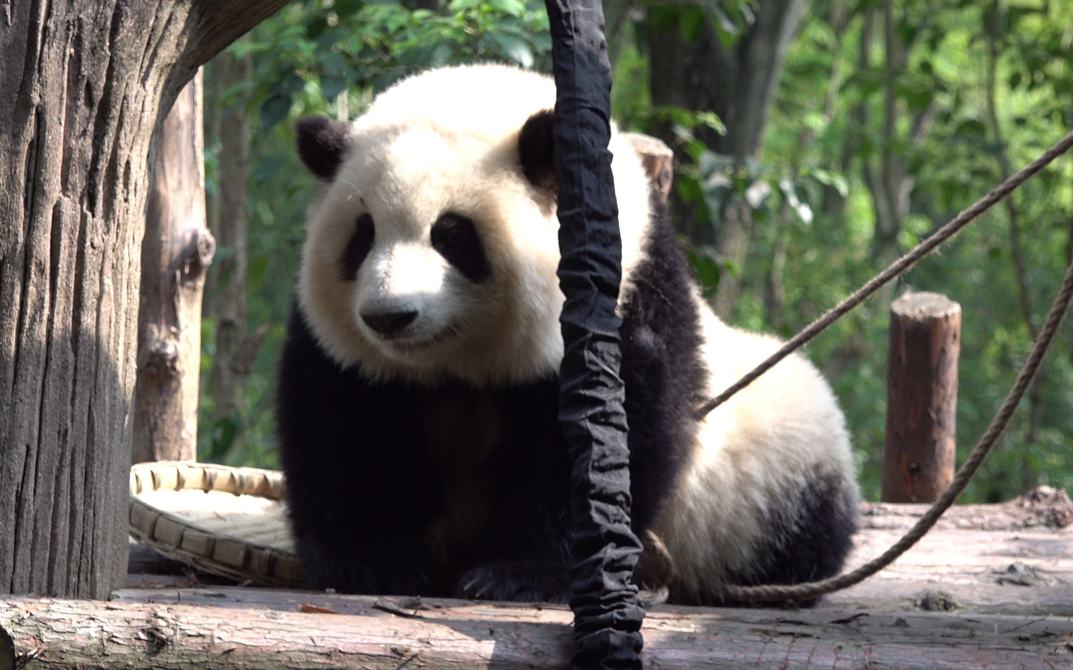 2谭爷爷出来接花花回家_哔哩哔哩_bilibili