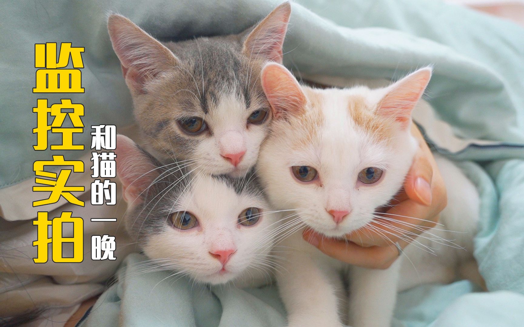 在卧室装了监控,终于知道猫半夜对我干了什么?-萌猫宝哥哥-萌猫宝哥哥-哔哩哔哩视频