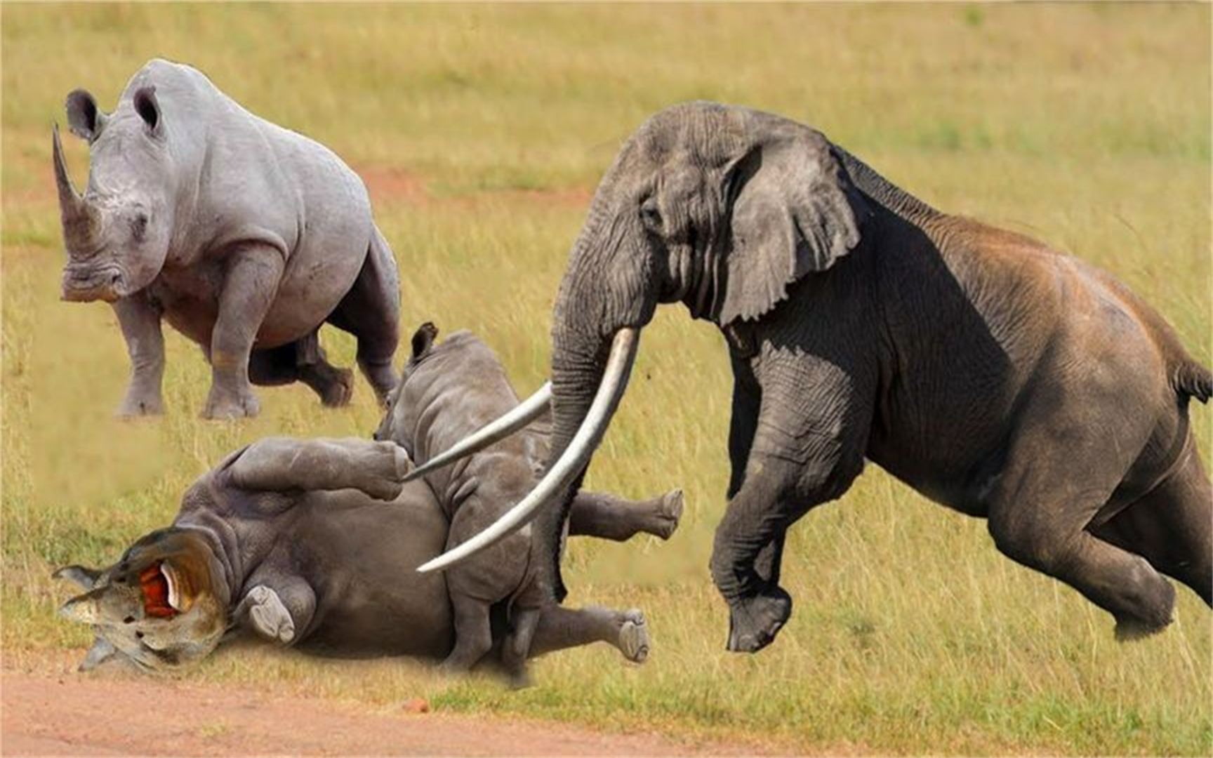 犀牛与大象的战斗,大型动物,为了领地而战,犀牛节节败退!