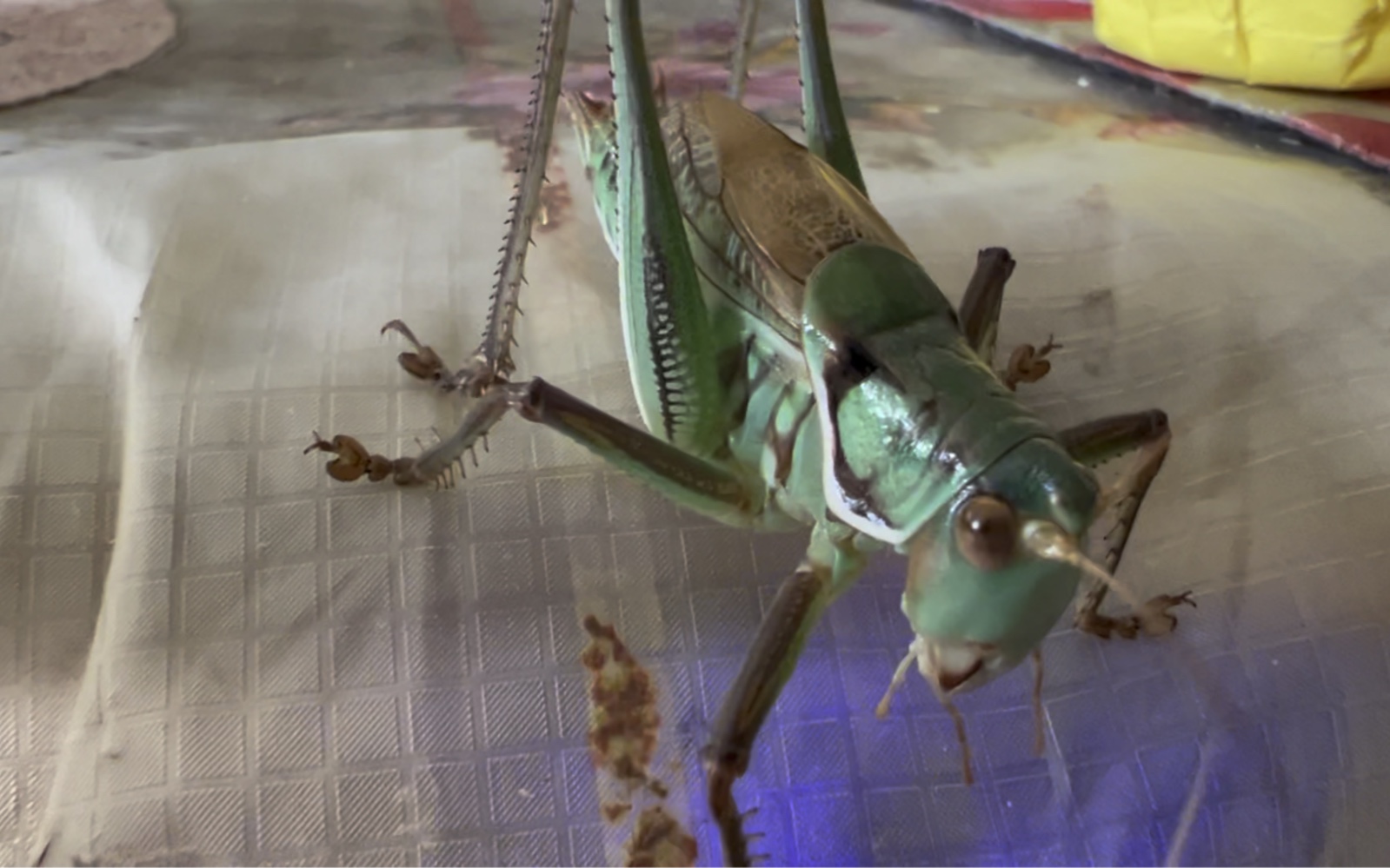 海蓝色的山青蝈蝈