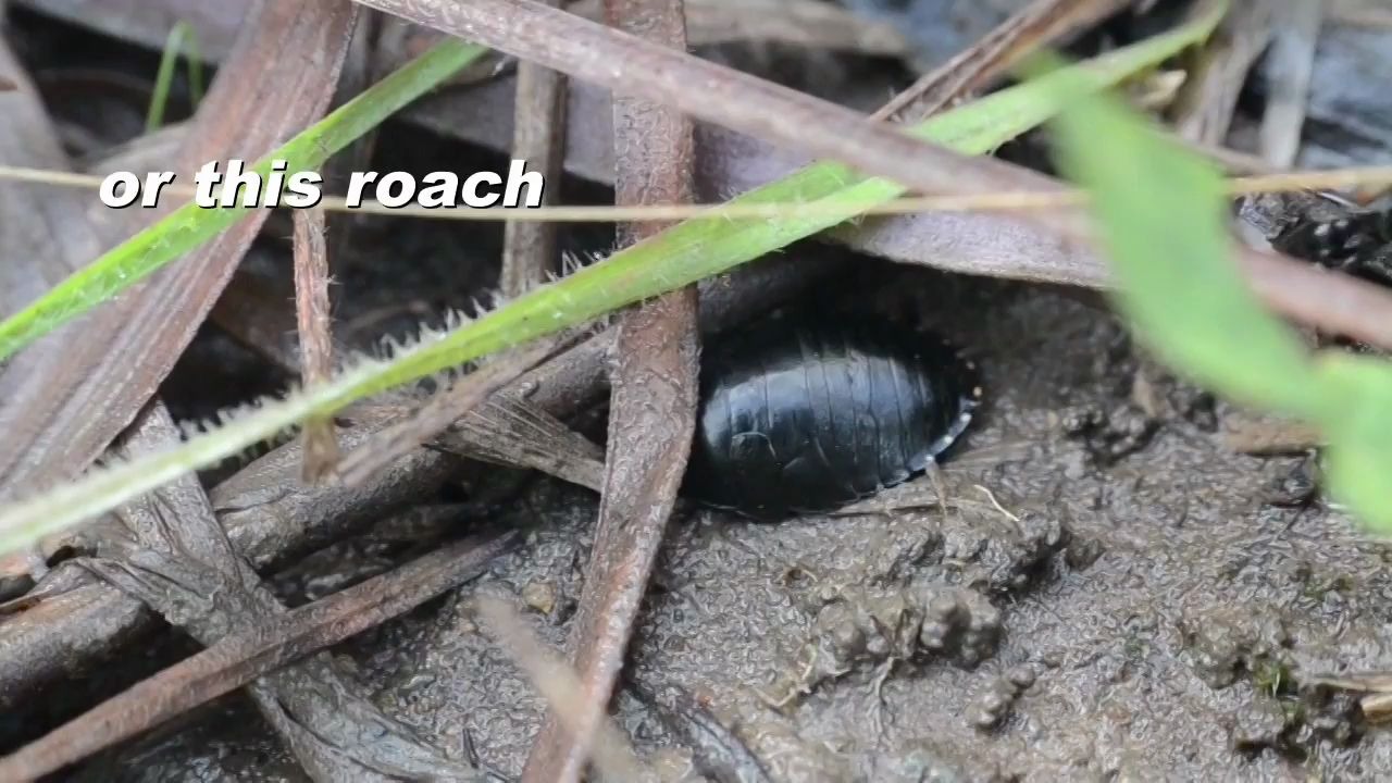 马塔贝勒蚁巨猛蚁搬家行军,巢中的蚁客也跟随迁移