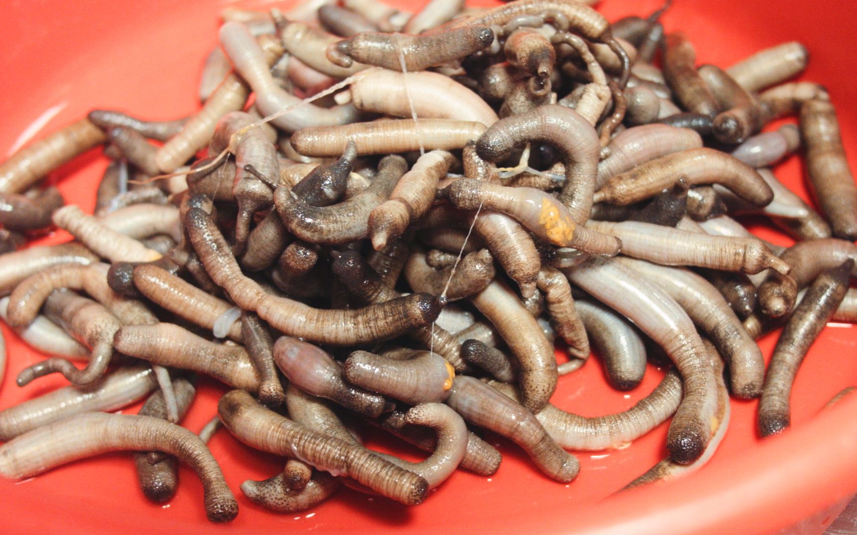 泥虫有什么功效(泥虫功效大揭秘,惊人效果让你惊叹)