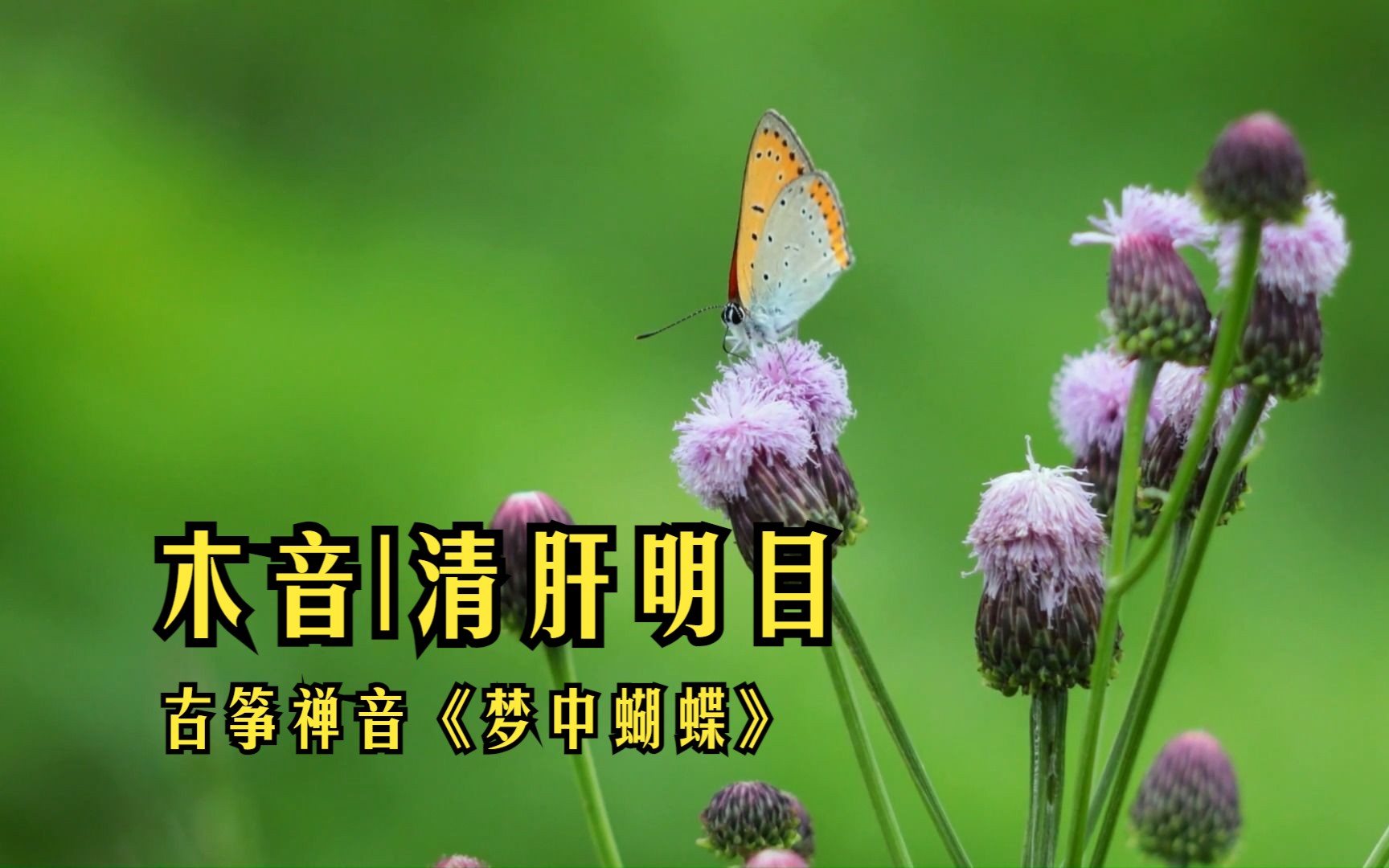 [图]清肝明目古筝禅音《梦中蝴蝶》曲调轻快 旋律动听 愉悦心情 梦中蝴蝶,花底人间世