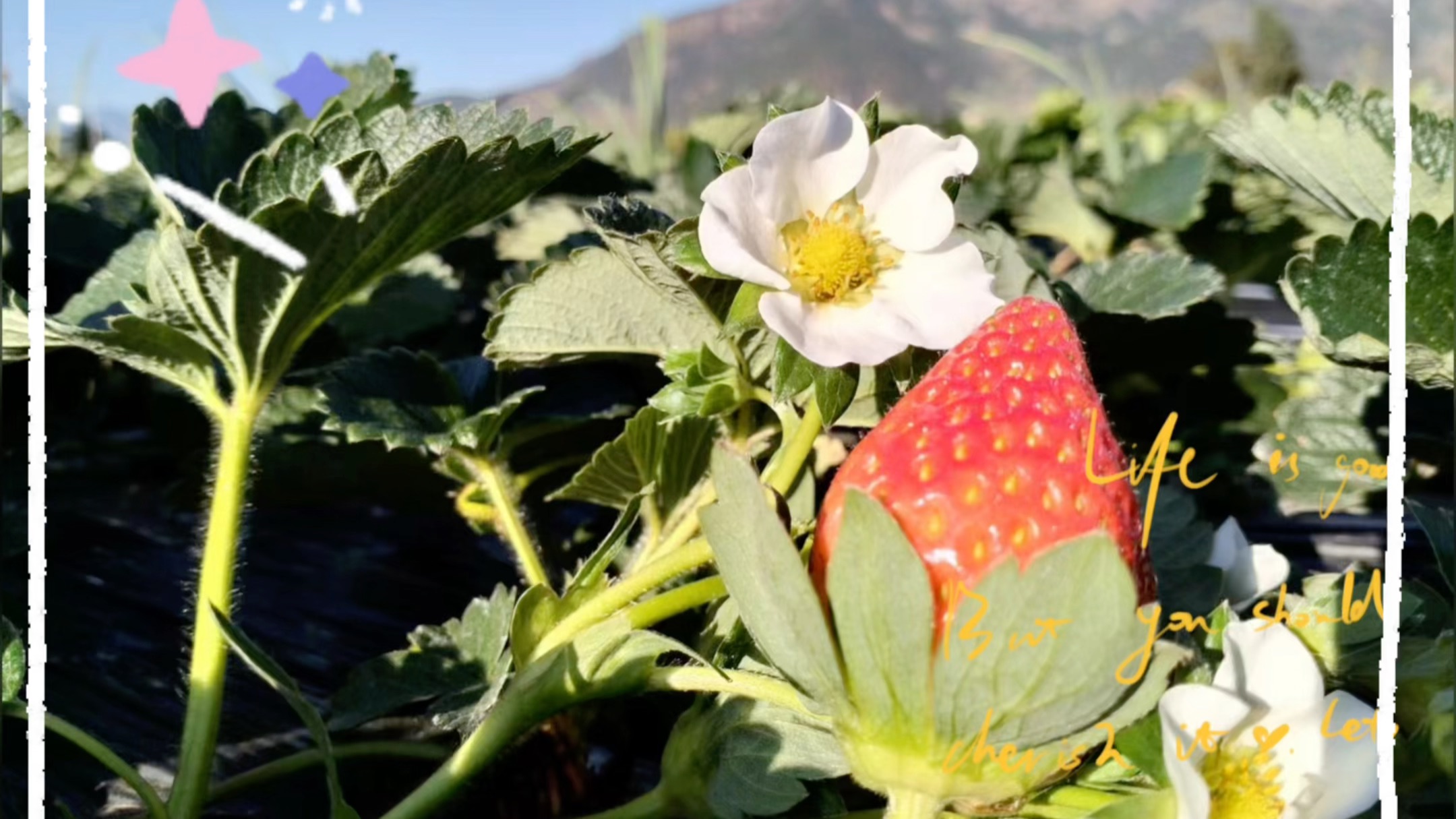 大凉山露天草莓到了最完美的时候了,要甜有甜,要红有红!