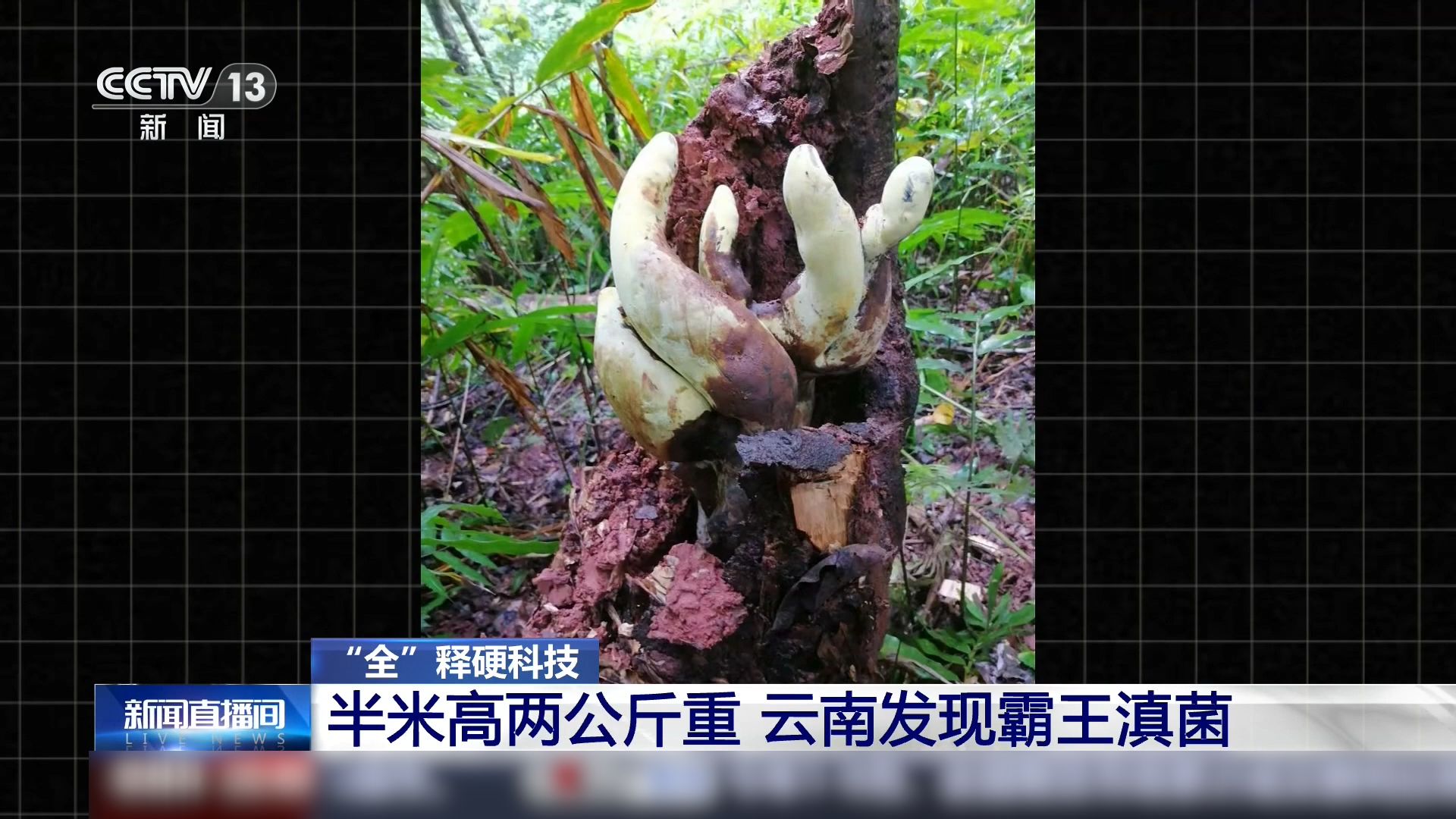 半米高两公斤重！云南发现霸王滇菌