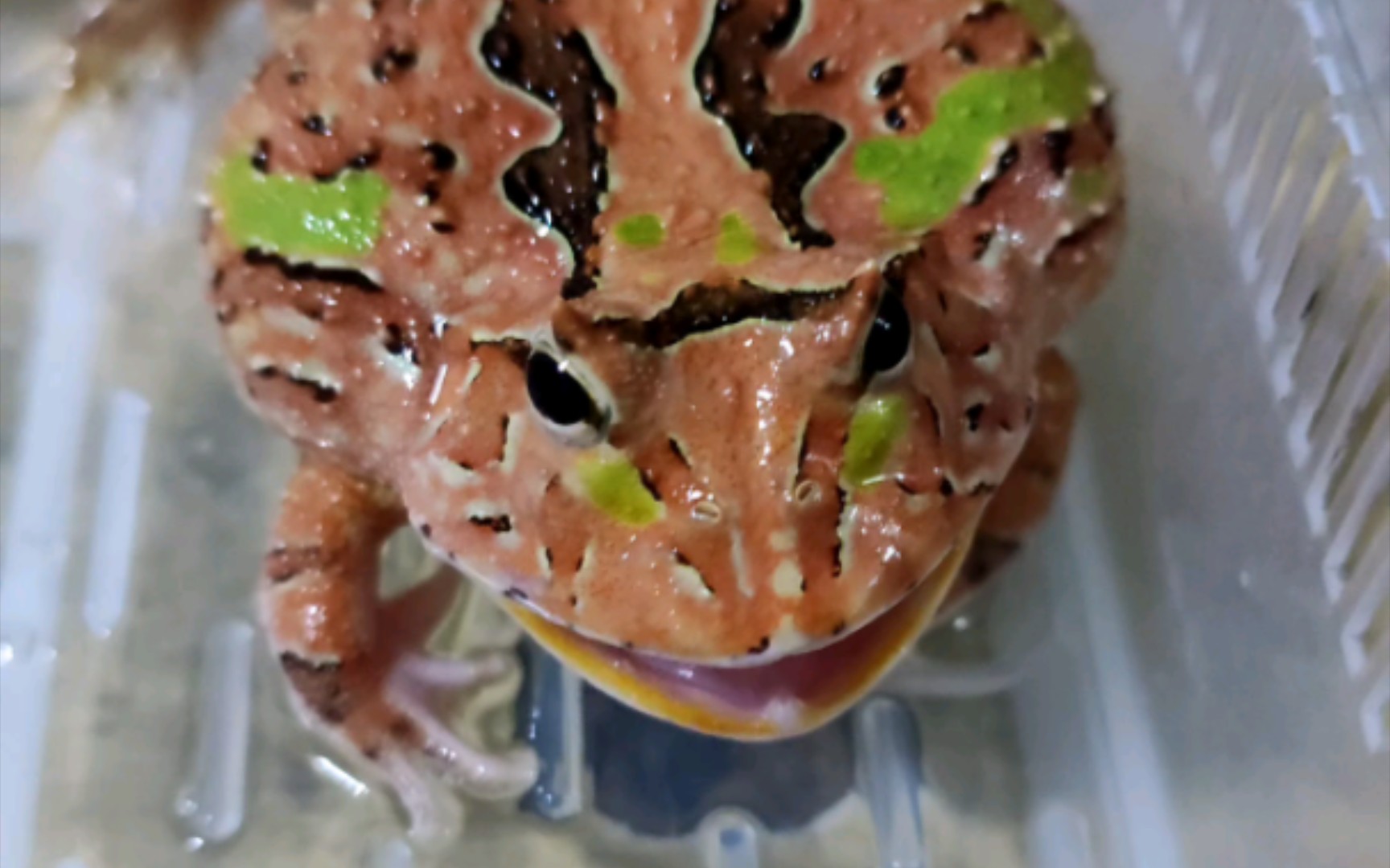 愤怒的双色蝴蝶角蛙