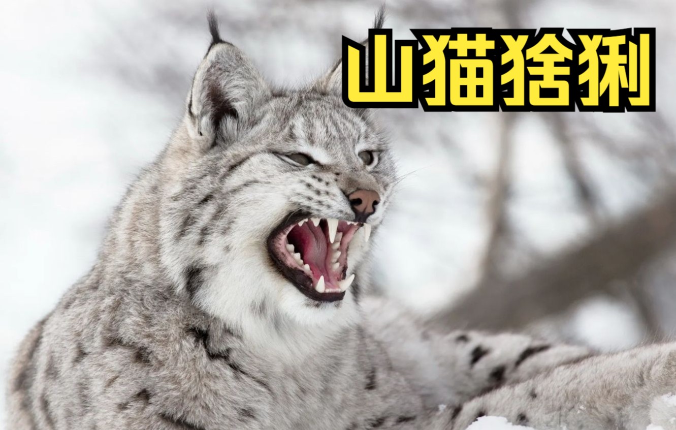 山猫猞猁,叫声和雪豹一样搞笑哔哩哔哩bilibili