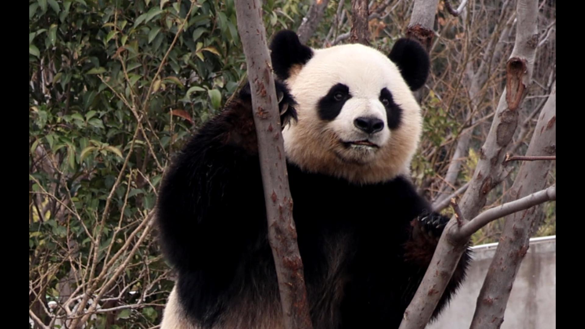 【大熊猫正正】圆圆的脸蛋和黑白分明的毛色 端庄优雅 真的无法把眼神
