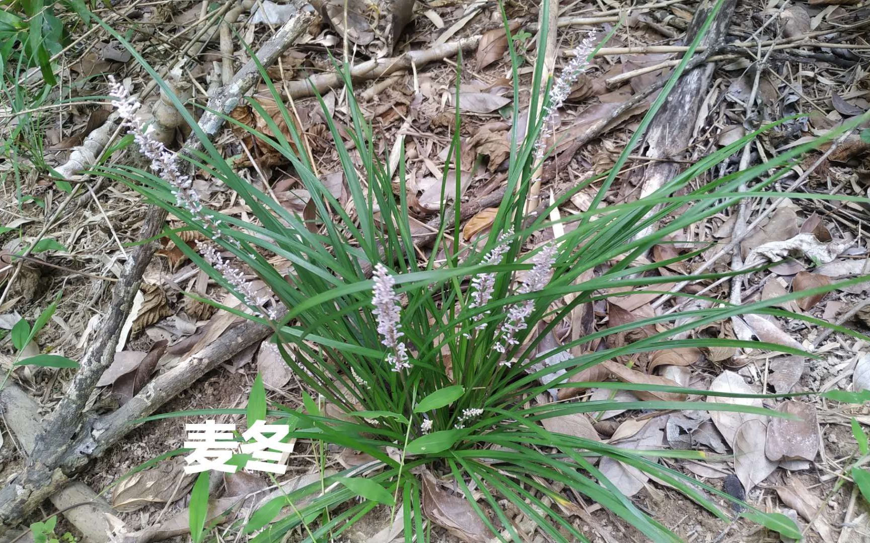 麦冬是广东人煲汤喜欢放的材料,它下火好处多,很多人不认识它.哔哩哔哩bilibili