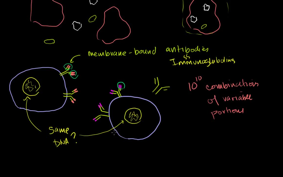 免疫学 Immunology [Khan Academy]哔哩哔哩bilibili