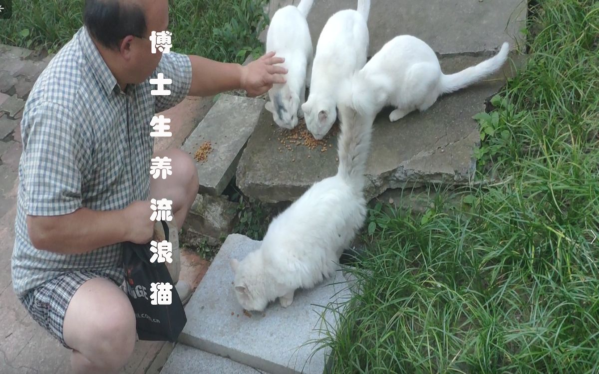 [图]学生公寓楼下漂亮的流浪猫