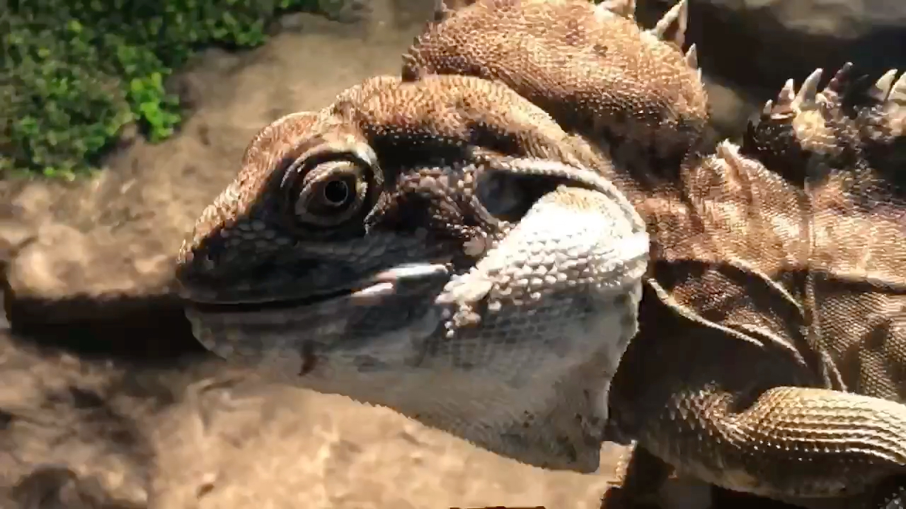 非保育体型最大一只#加尔诺森林龙