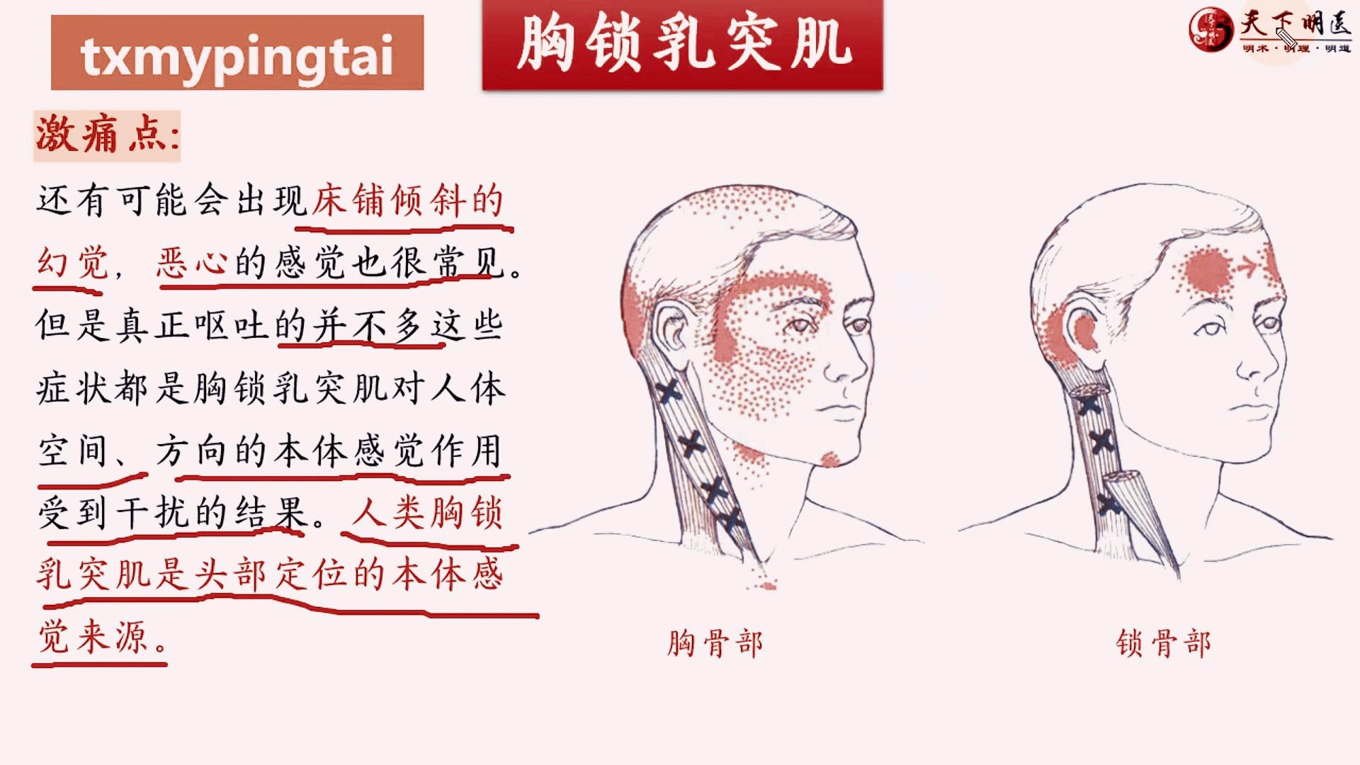 乳突的准确位置图作用图片