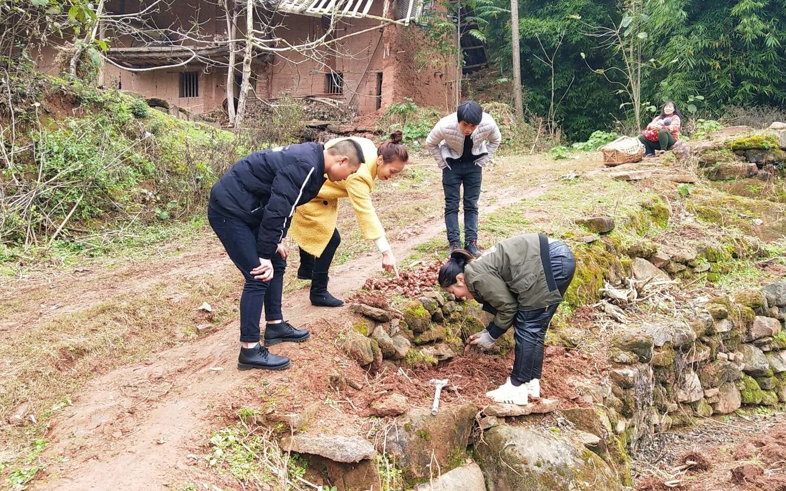 雯雪上山挖洋姜引得大家都来围观,带回家后妈妈将它做成一道美食哔哩哔哩bilibili