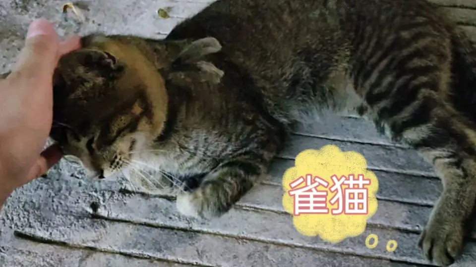 最近才知道是雀猫不是狸猫_哔哩哔哩_bilibili