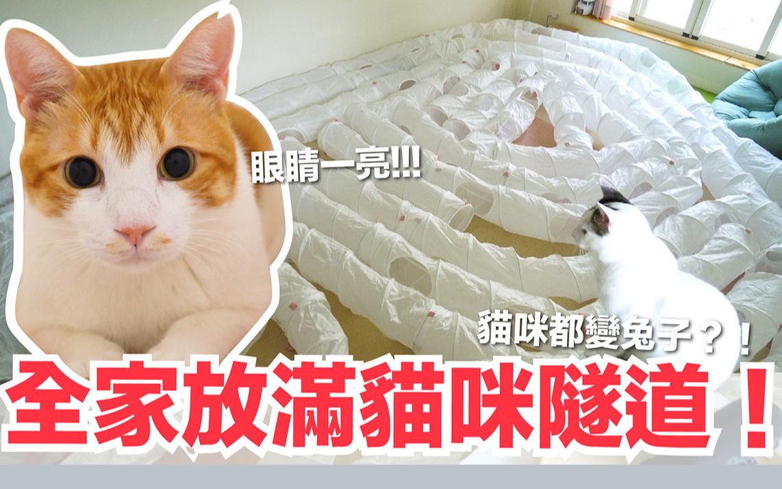 猫咪隧道放满全家!结果猫咪都变兔子? |傻眼猫咪EP5哔哩哔哩bilibili