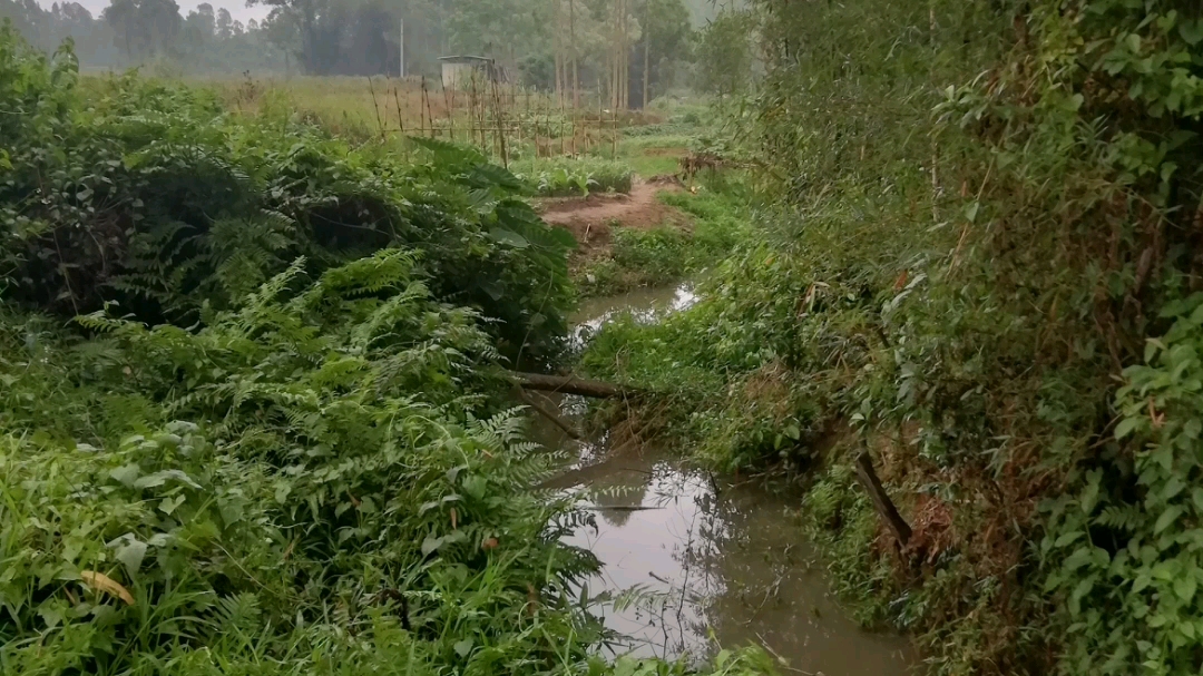 春天里的乡村小河