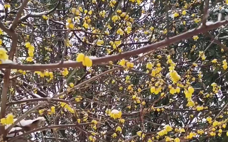 [图]踏雪寻梅梅更浓