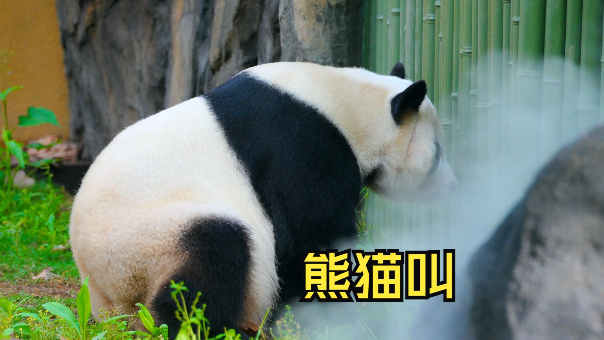 熊猫叫声mp3图片