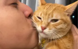 Tải video: 会叫的猫猫最好命