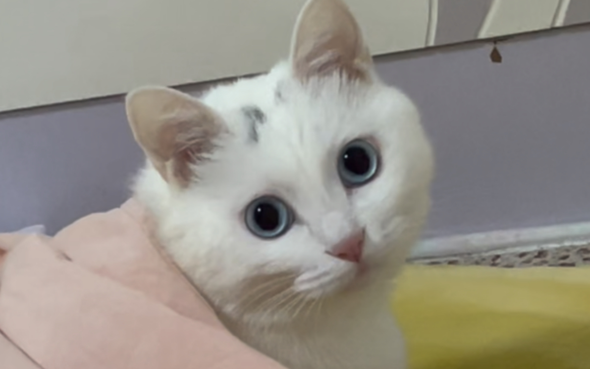 你们说,猫会记住小时候发生的事吗?哔哩哔哩bilibili