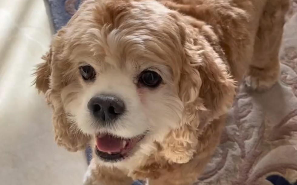 迪士尼小狗真狗版,组团偷狗啦!