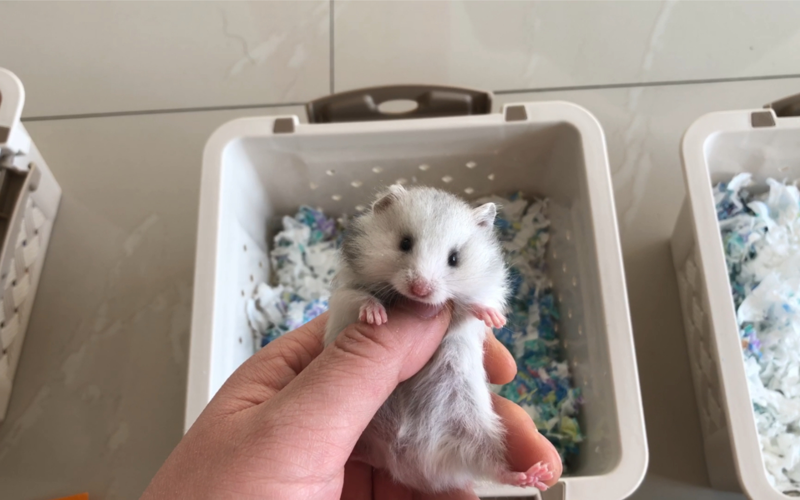 纯银金丝熊崽崽可以预定了,寻找主人共度余生!