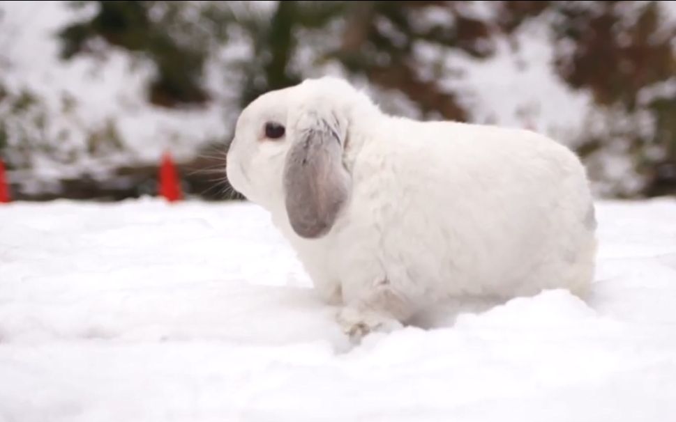 【垂耳兔】雪地里的大白兔【まる】