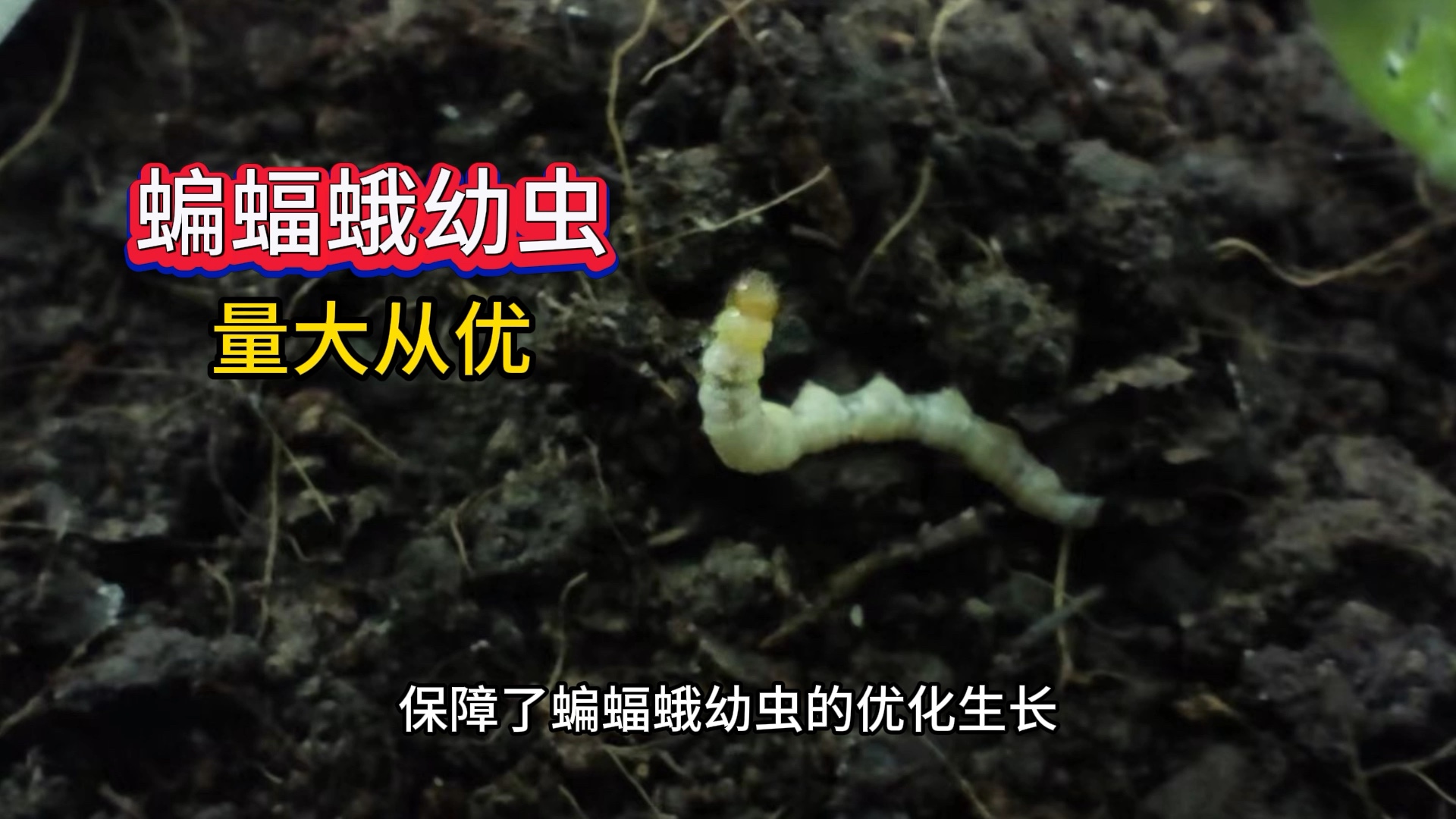 人工种植虫草技术非常成熟,欢迎咨询.