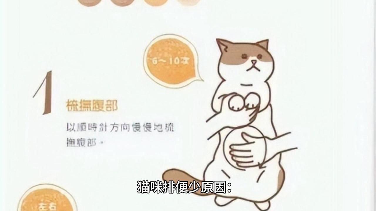 养猫小知识:一只健康的猫咪一天拉几次粑粑?哔哩哔哩bilibili