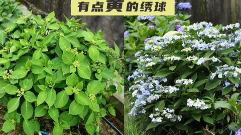 绣球地栽试验 2 开花性超棒的 水天一色 佳澄 星花火 哔哩哔哩 Bilibili