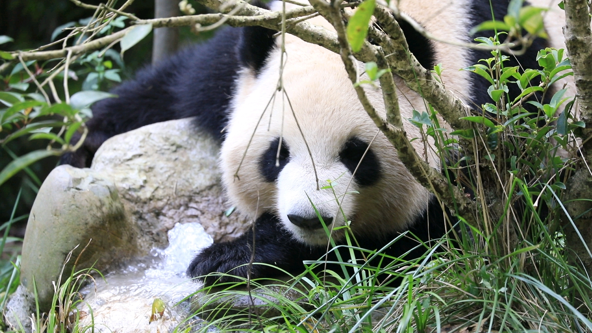 甜甜的成浪花美颜欣赏!【大熊猫成浪】