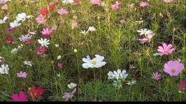 [图]我是最不起眼的那一朵小花