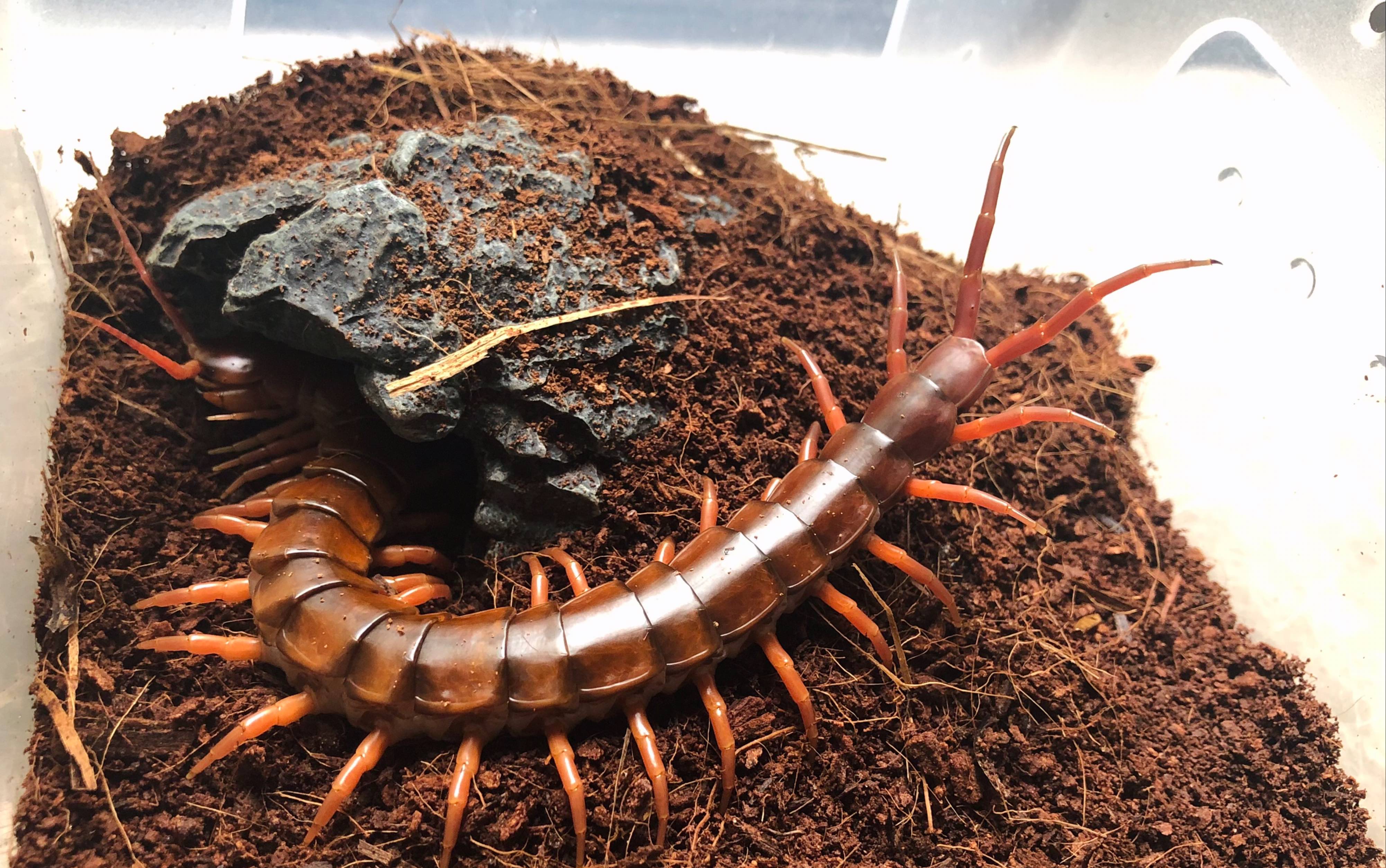 【夹夹虫的不妙冒险 61 红龙站】