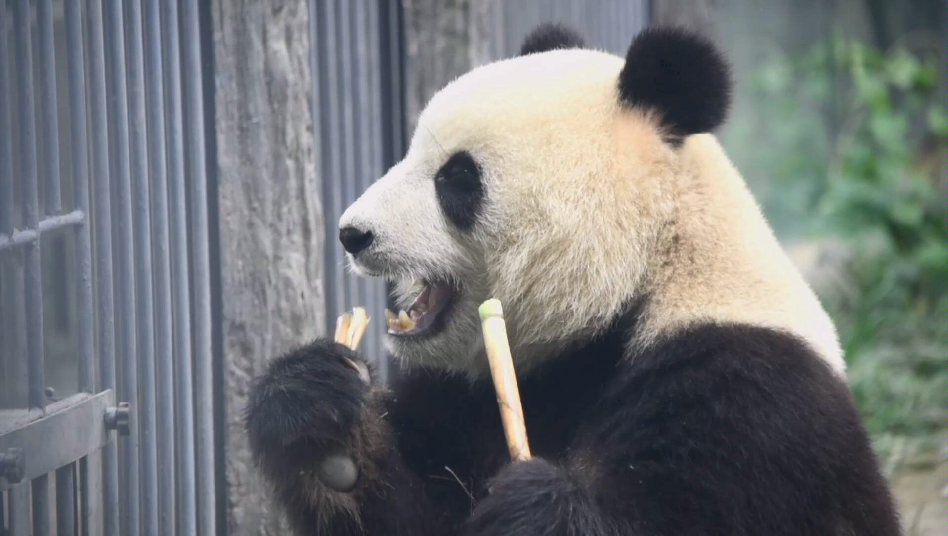 【大熊猫胖大海】胖大海吃笋笋