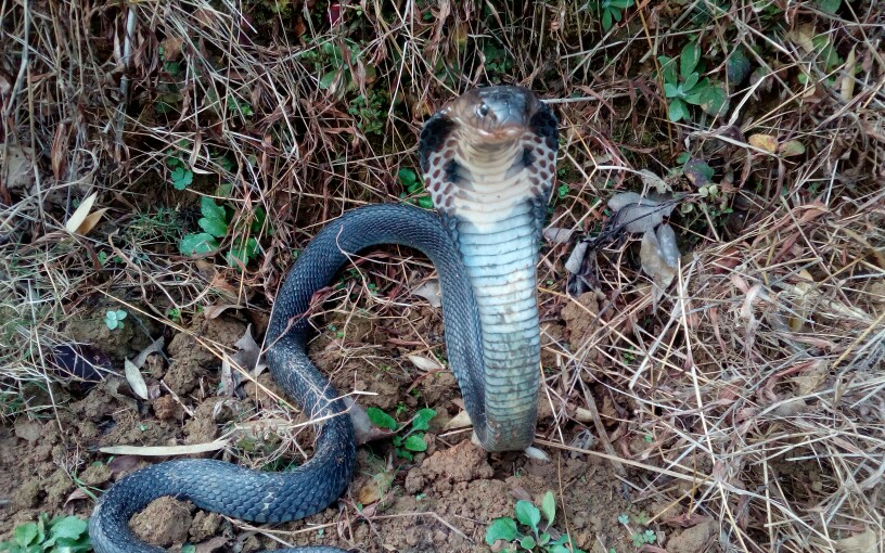 总监遭遇中国第四毒蛇,边撩边科普,场面刺激.