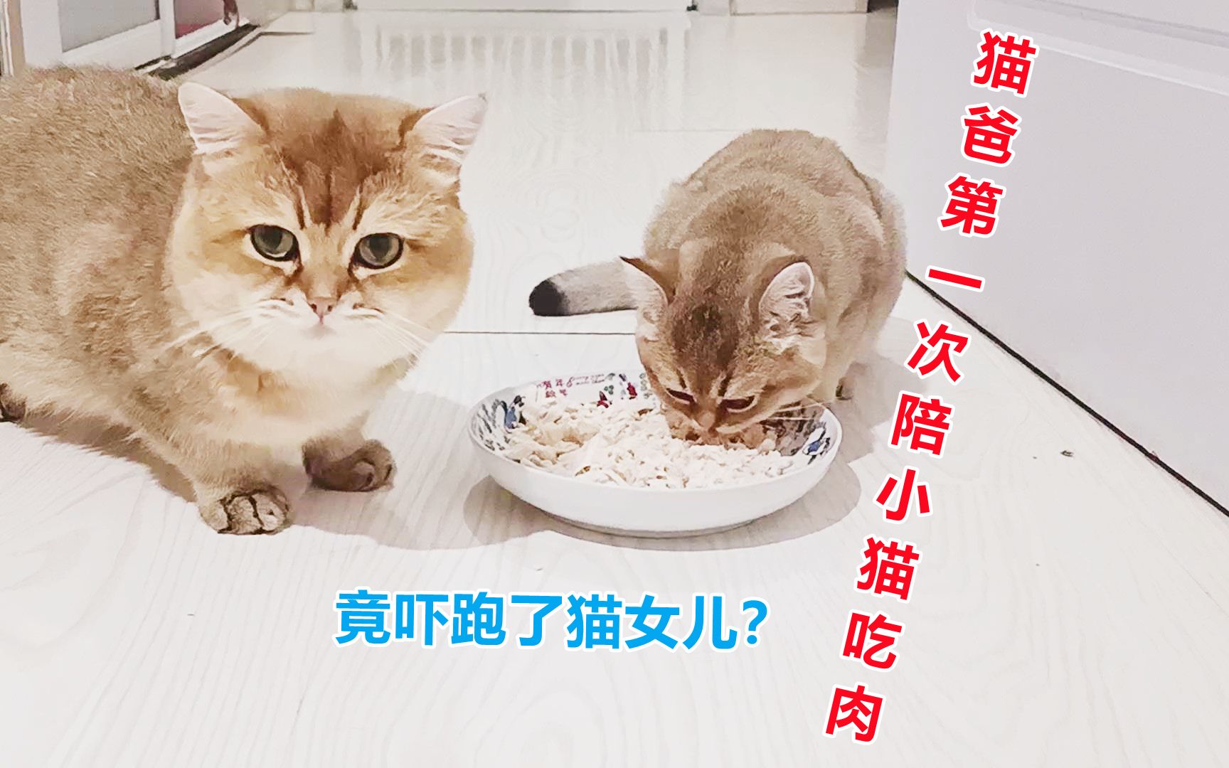 猫爸第一次陪猫女儿吃肉,一只不屑看猫爸一眼,另一只直接吓跑了哔哩哔哩bilibili