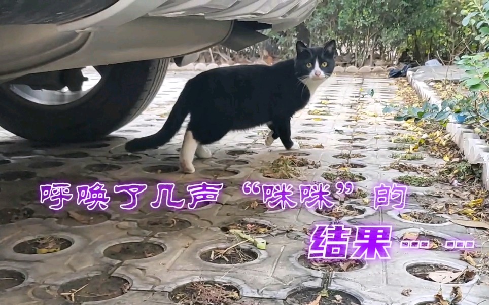 呼唤了几声胆小谨慎的流浪猫,结果发生这一幕哔哩哔哩bilibili