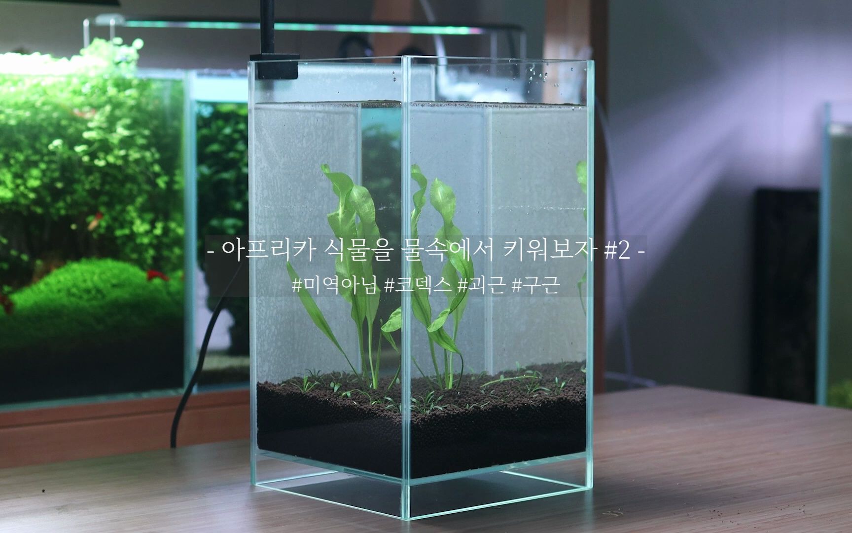 不是海带,而是非洲植物Aponogeton块根植物哔哩哔哩bilibili