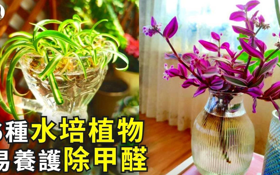 6种非常适合水培的植物 随手扔水里就能长爆盆 简单省事除甲醛非常有效 花花世界哔哩哔哩bilibili