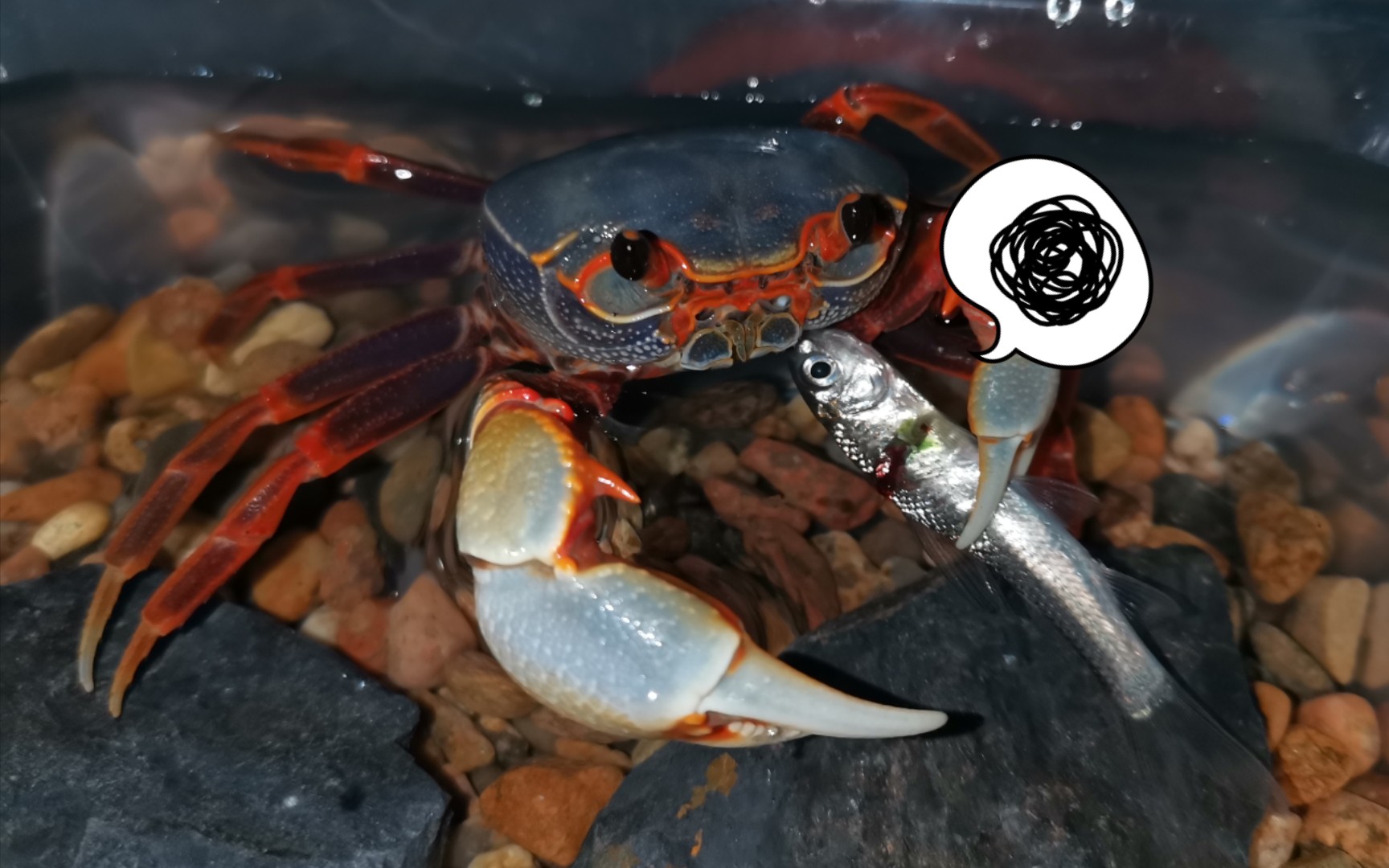 南海溪蟹捕食合集