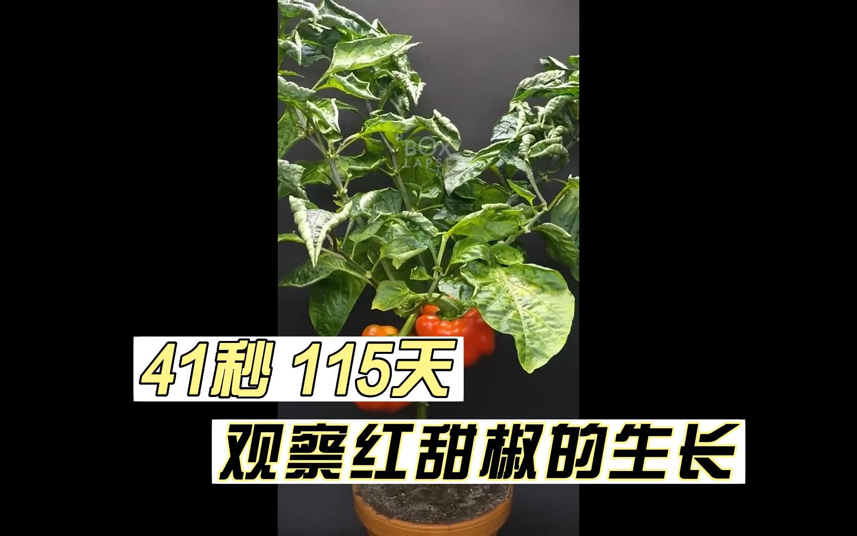 41秒115天观察红甜椒的生长!