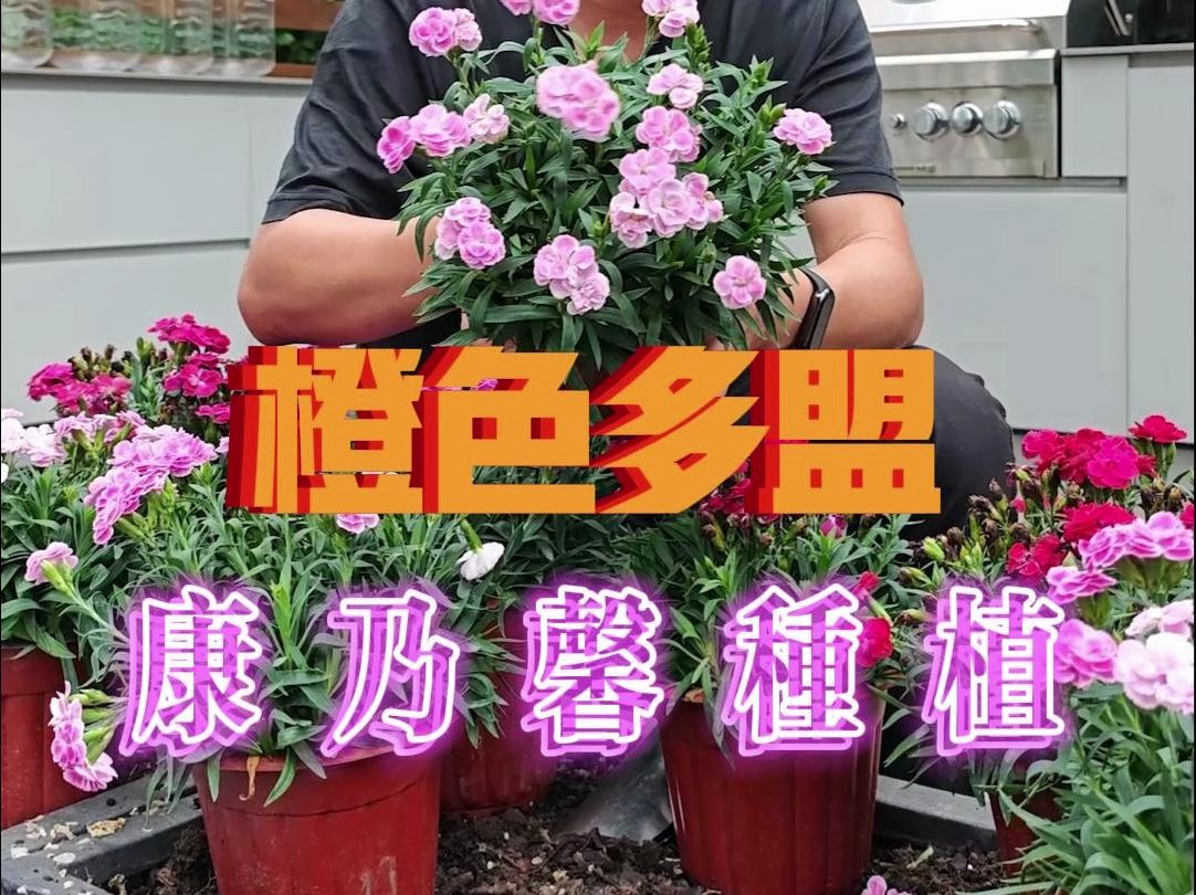 橙色多盟康乃馨种植