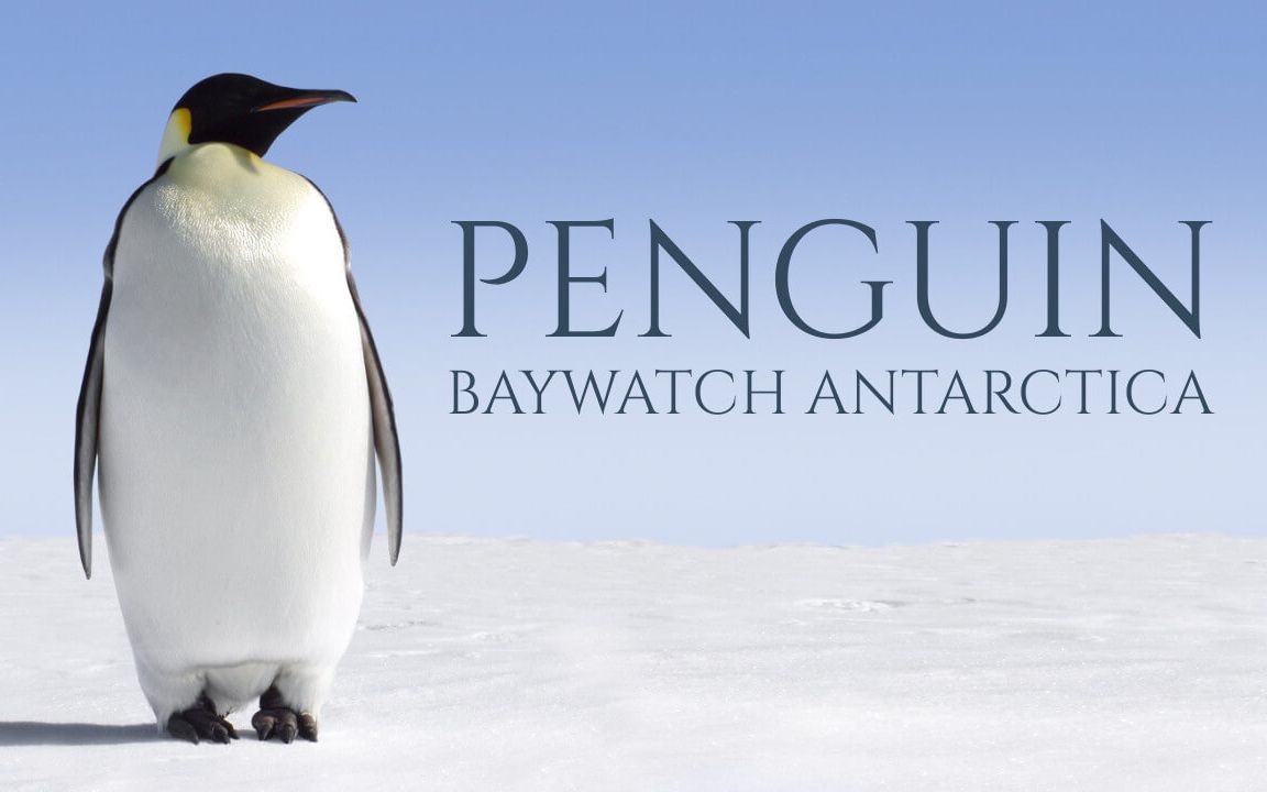 [图]【双语字幕纪录片】海湾里的企鹅·南极篇（Penguin Baywatch Antartica）