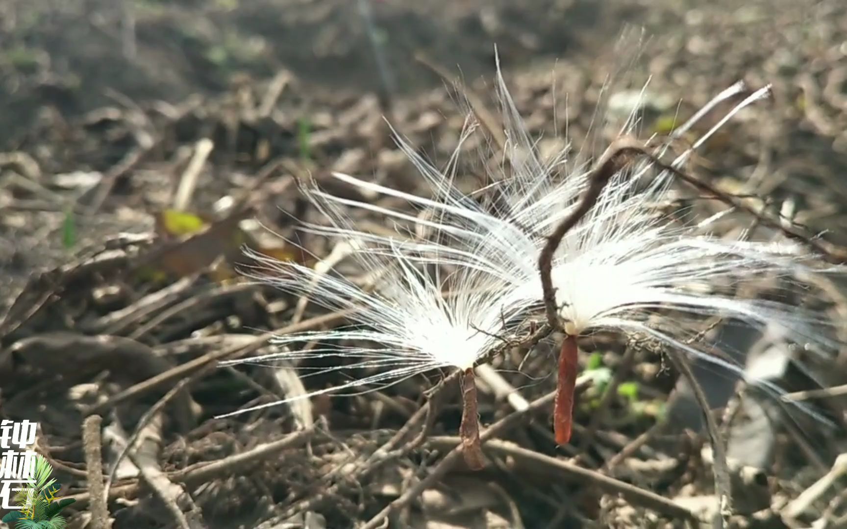 络石种子的独舞_哔哩哔哩_bilibili