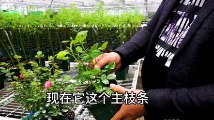 月季打頂的好處