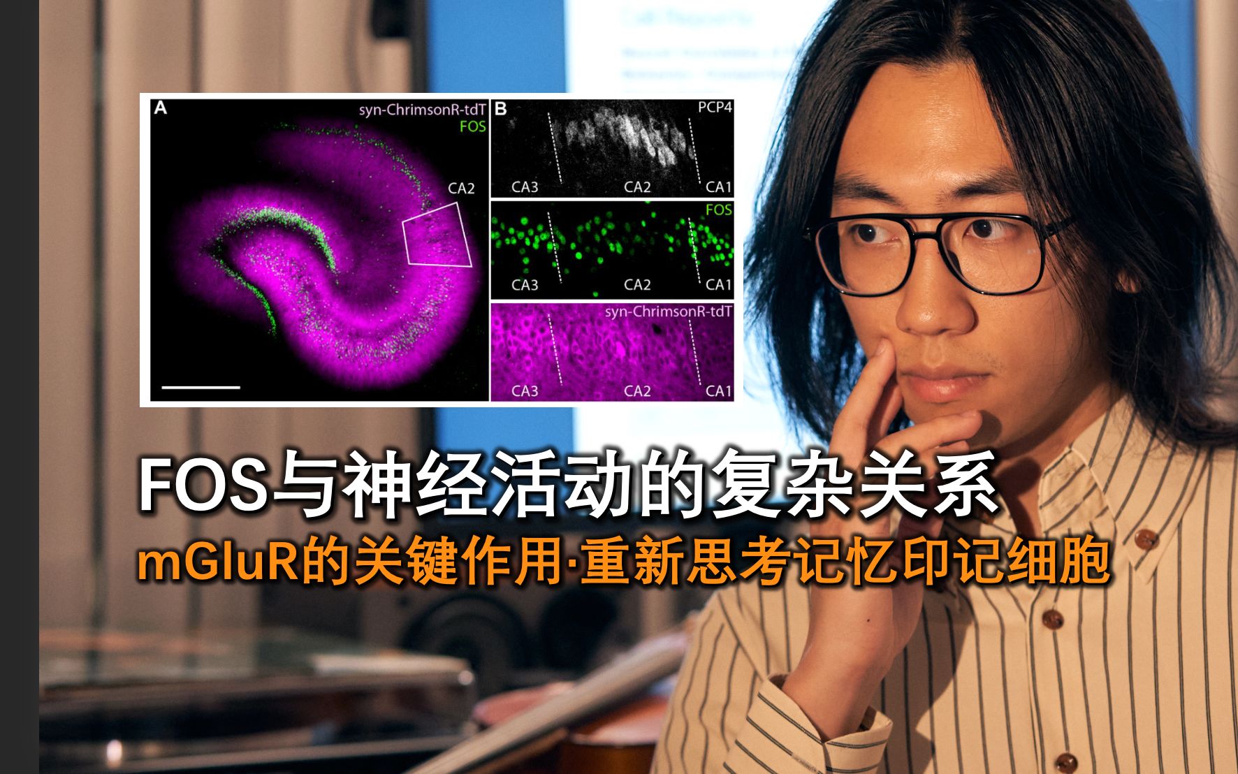 [图]【神经科学101】39 FOS与神经活动的复杂关系·mGluR的关键作用·重新思考记忆印记细胞