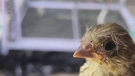 捡到的小金翅好可爱